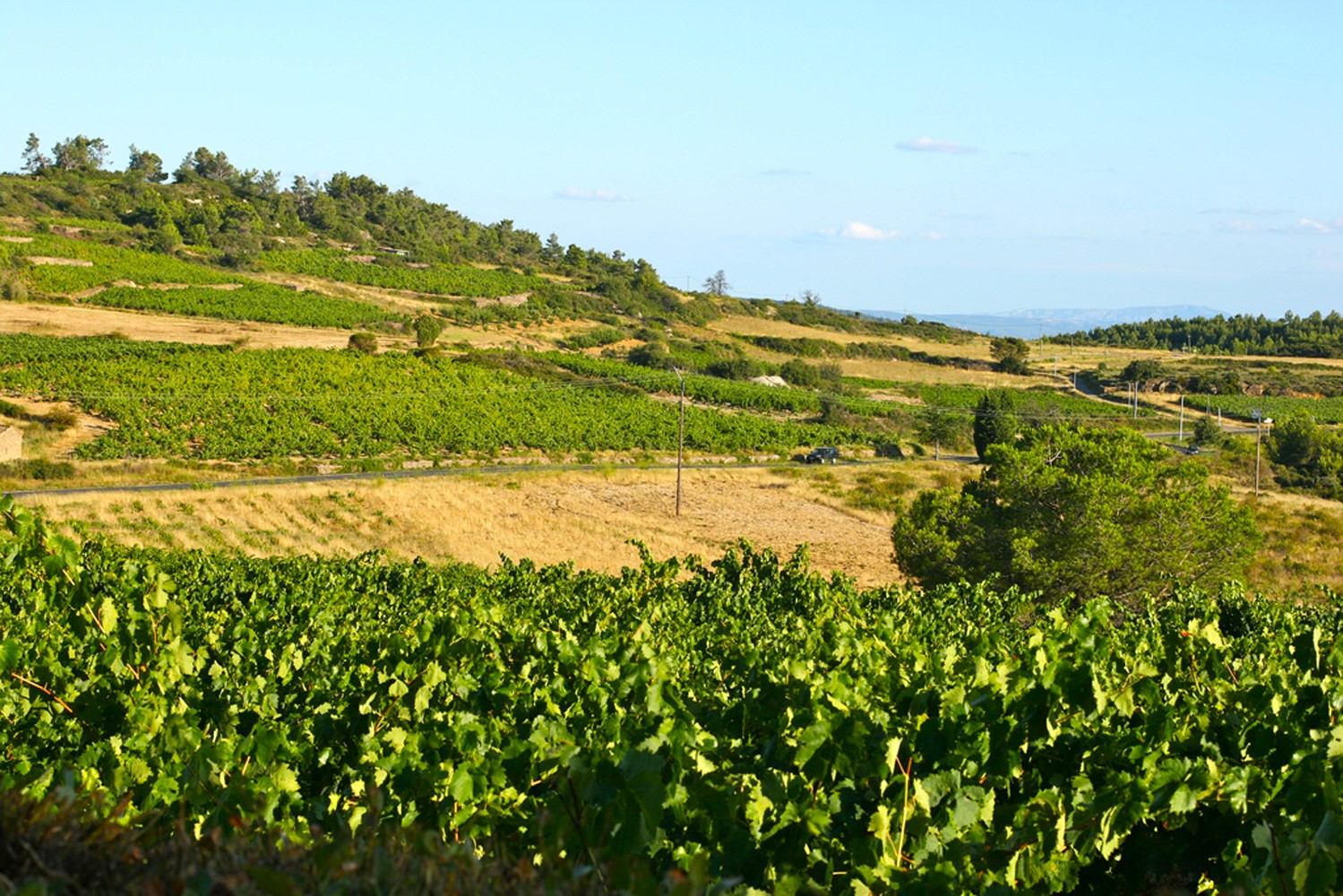 Vignes dans le Minervois